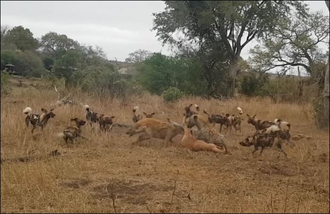 Chó hoang và linh cẩu cướp mồi của báo hoa mai.