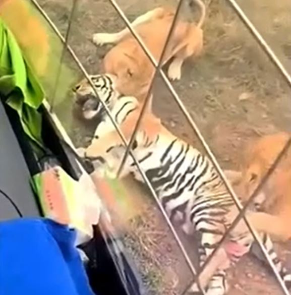 Ảnh cắt từ clip.