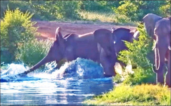 Cá sấu tấn công voi.