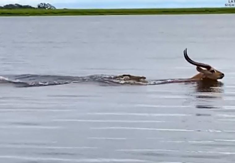 Ảnh cắt từ clip.