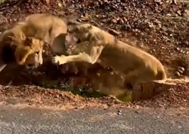 Ảnh cắt từ clip.