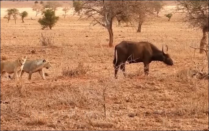 Bầy sư tử bao vây trâu rừng.