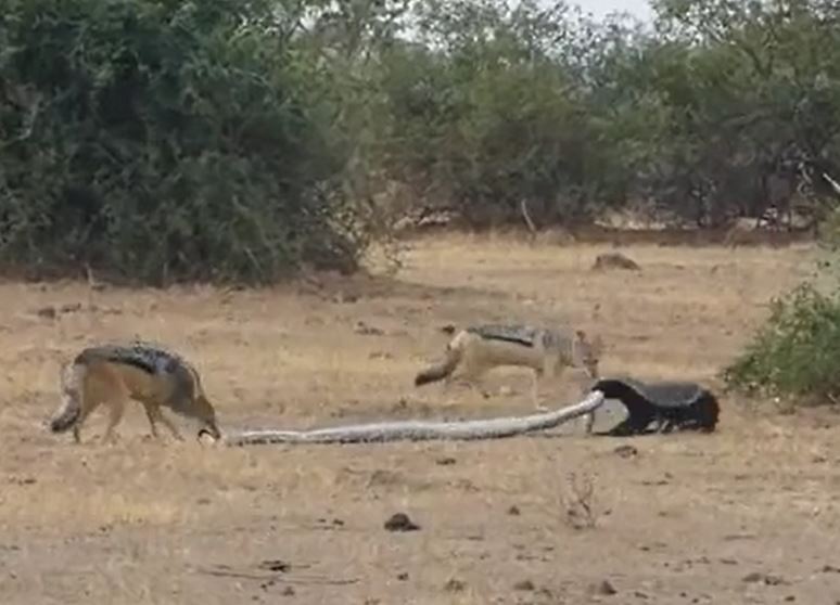 Ảnh cắt từ clip.