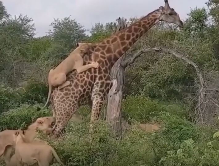 Ảnh cắt từ clip.