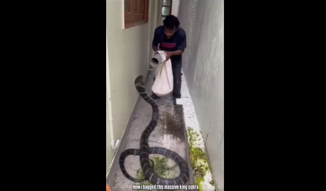 Ảnh cắt từ clip.