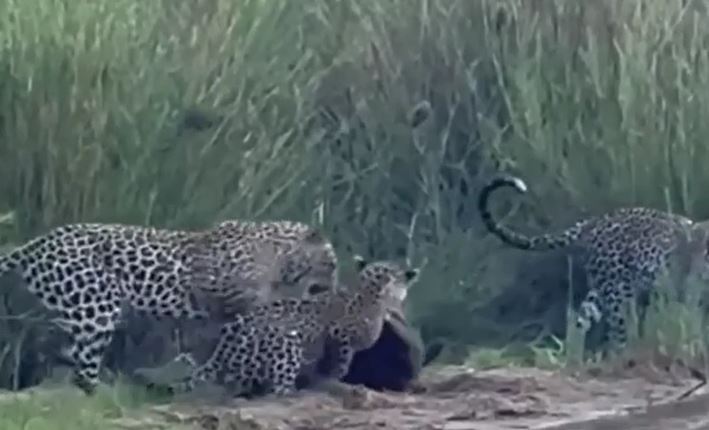 Ảnh cắt từ clip.