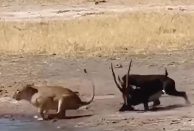 Ảnh cắt từ clip.