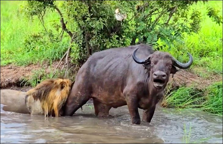 Trâu rừng cố gắng tìm sự sống khi bị sư tử tấn công.