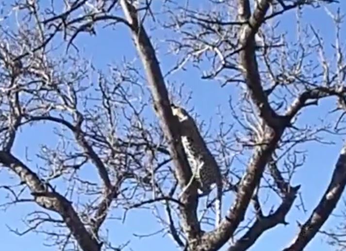 Ảnh cắt từ clip.