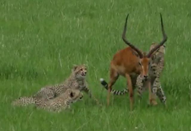 Ảnh cắt từ clip.