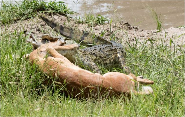 Cá sấu tóm gọn linh dương impala.
