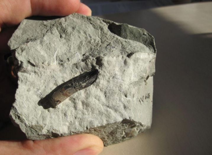 Răng của Europasaurus, một loài khủng long tương tự Diplodocus, trong đá vôi, được tìm thấy tại mỏ đá Langenberg ở dãy núi Harz, cũng được phân tích trong nghiên cứu này. Nguồn: Thomas Tütken