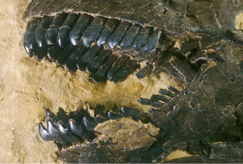 Răng của một con Camarasaurus, được tìm thấy ở thành hệ Morrison, Hoa Kỳ, cũng được phân tích trong nghiên cứu này. Nguồn: Sauriermuseum Aathal