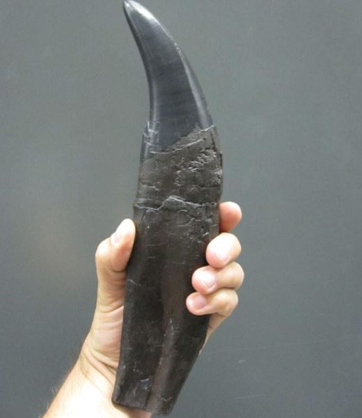 Răng của một con khủng long bạo chúa – giống như răng được phân tích trong nghiên cứu này – được tìm thấy ở Alberta, Canada. Nguồn: Thomas Tütken