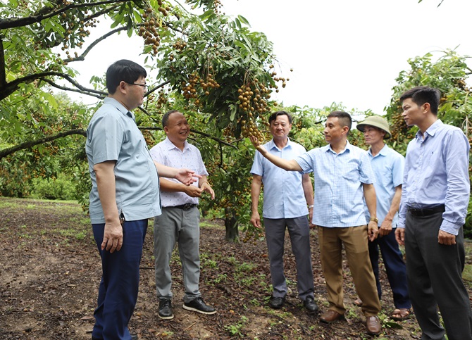Đoàn công tác thăm vùng trồng nhãn chất lượng cao của HTX Dịch vụ nông nghiệp Lục Sơn
