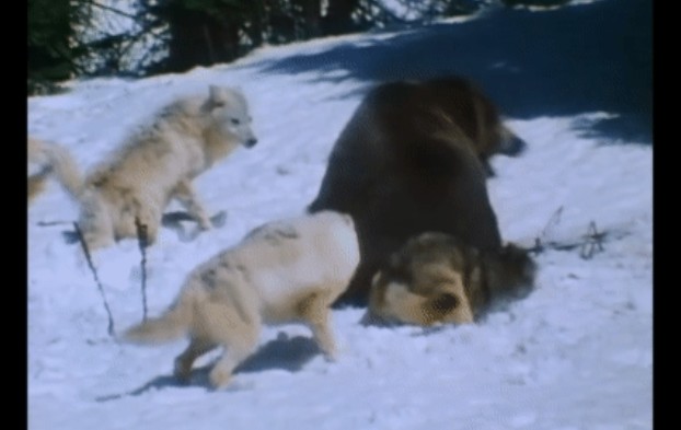 Ảnh cắt từ clip.