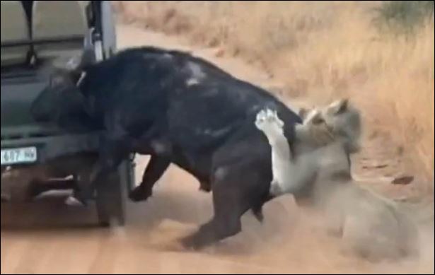 Trâu rừng húc thẳng vào xe chở du khách để tìm đường thoát thân.