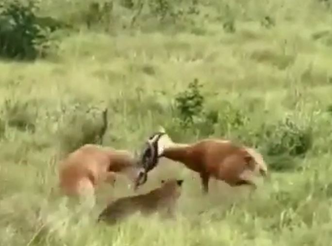 Ảnh cắt từ clip.