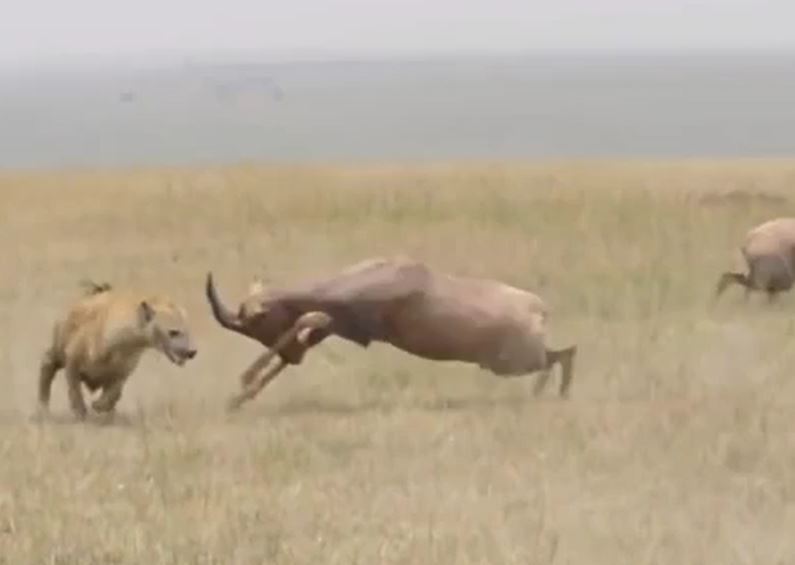 Ảnh cắt từ clip.