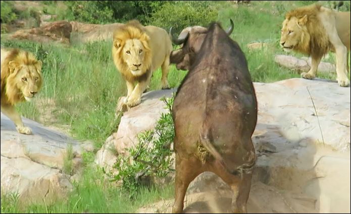 Trâu rừng bị 3 con sư tử đực bao vây.