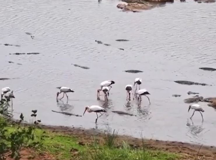 Ảnh cắt từ clip.