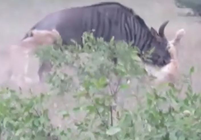 Ảnh cắt từ clip.