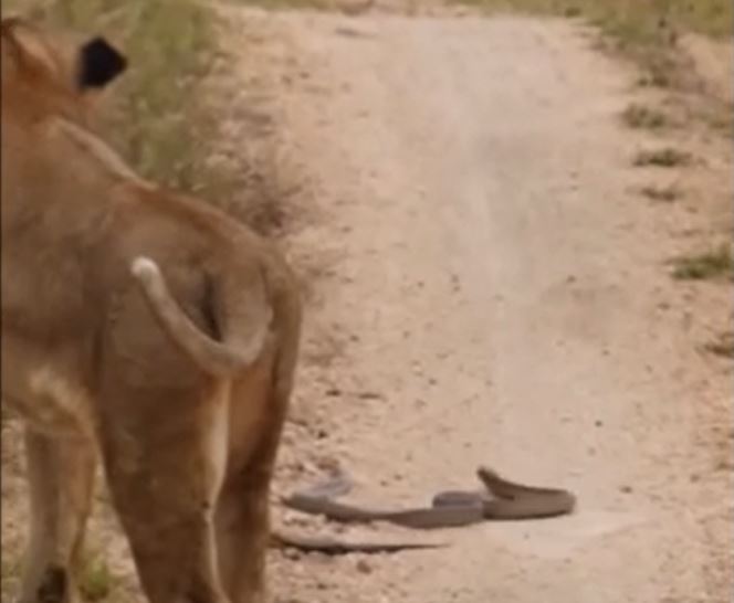 Ảnh cắt từ clip.