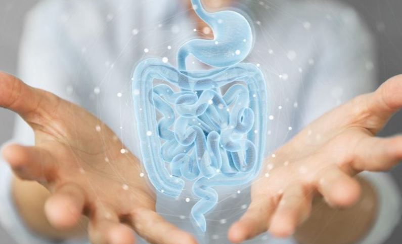 Các nhà khoa học ở Canada phát hiện ra rằng vi khuẩn đường ruột gây ra rối loạn chức năng gan, nhưng việc ngăn chặn quá trình này ngay từ đầu đã cải thiện đáng kể sức khỏe trao đổi chất ở chuột. Nguồn: Shutterstock