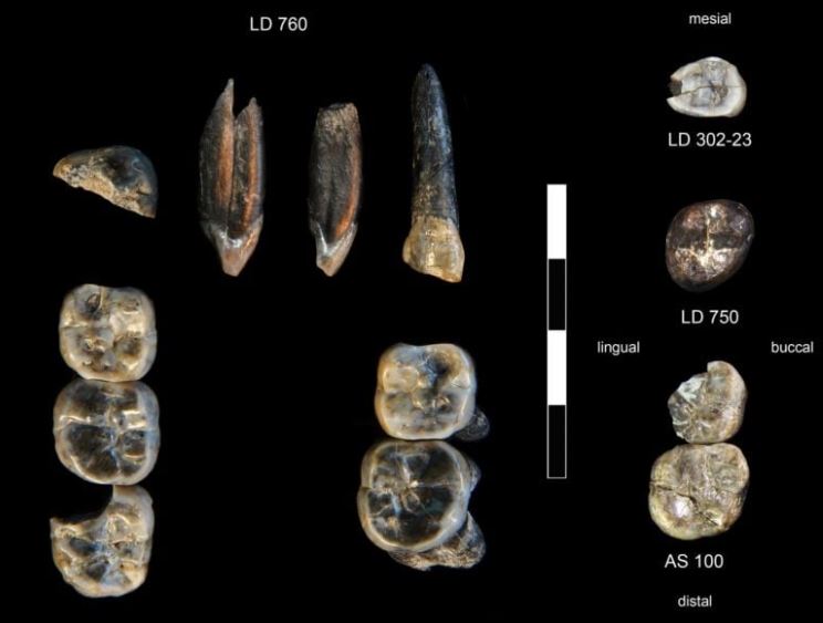 13 chiếc răng hóa thạch được thu thập tại Khu vực Nghiên cứu Ledi-Geraru từ năm 2015 đến năm 2018. Các bộ sưu tập tại địa điểm LD 750 và LD 760 đại diện cho một loài Australopithecus mới được phát hiện. LD 302 và AS 100 đại diện cho loài Homo sơ khai đã được biết đến từ xương hàm dưới LD 350 được phát hiện vào năm 2013. Nguồn: Brian Villmoare/Đại học Nevada, Las Vegas