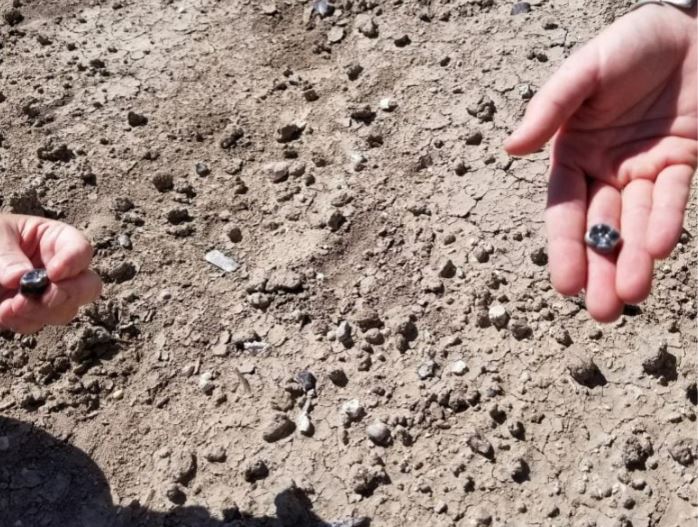 “Đây là những chiếc răng từ Turtle Flat khi chúng tôi phát hiện ra chúng — bạn có thể thấy mặt đất phía sau trông như thế nào và thật tuyệt vời khi Omar Abdulla lần đầu tiên nhìn thấy chúng trên bề mặt”, Amy Rector, nhà khoa học của Đại học Virginia Commonwealth cho biết. Nguồn: Amy Rector, Đại học Virginia Commonwealth