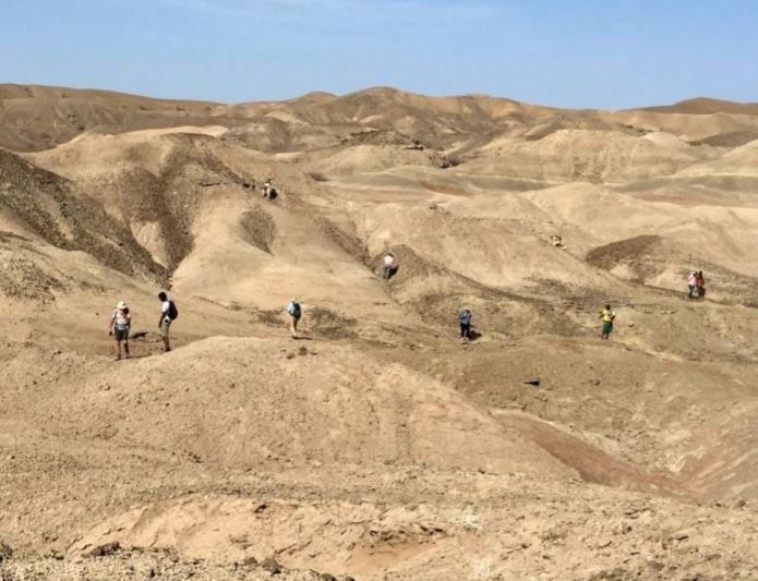 Nhóm cổ sinh vật học Ledi-Geraru đang tìm kiếm hóa thạch ở lưu vực Lee Adoyta, nơi phát hiện ra chi Homo và Australopithecus. Nguồn: Kaye Reed, Đại học Bang Arizona