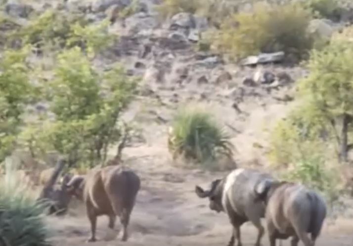 Ảnh cắt từ clip.