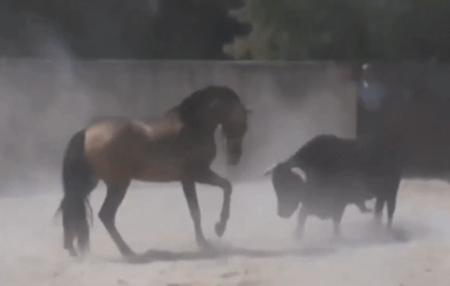 Ảnh cắt từ clip.