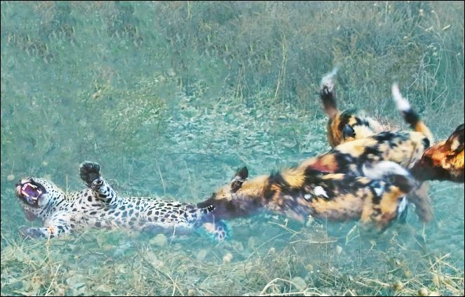 Bầy chó hoang tấn công báo hoa mai.