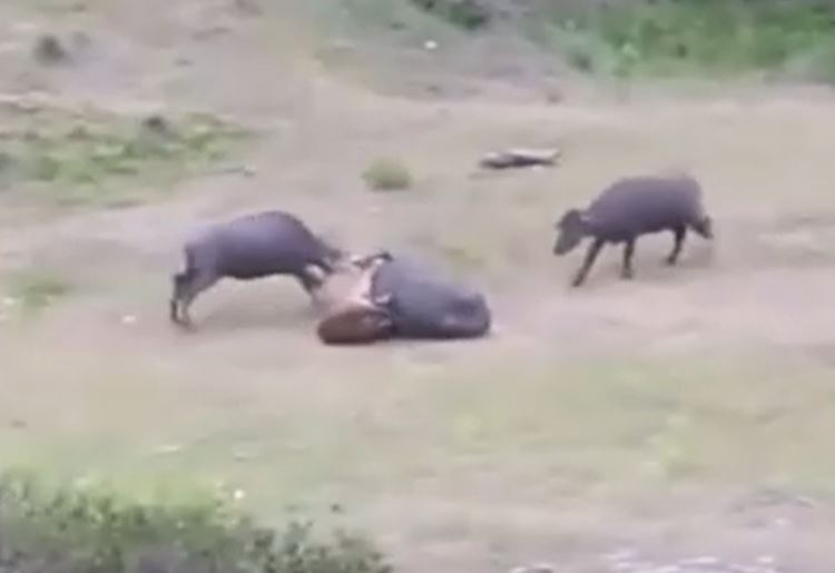 Ảnh cắt từ clip.