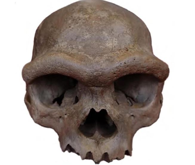 Vào tháng 6 năm 2025, các nhà nghiên cứu báo cáo rằng "hộp sọ Cáp Nhĩ Tân", được khai quật lần đầu vào những năm 1930, có khả năng thuộc về một người Denisova. Cho đến nay, đây là hộp sọ Denisova duy nhất được biết đến. Nguồn: Fu và cộng sự, Cell, 2025