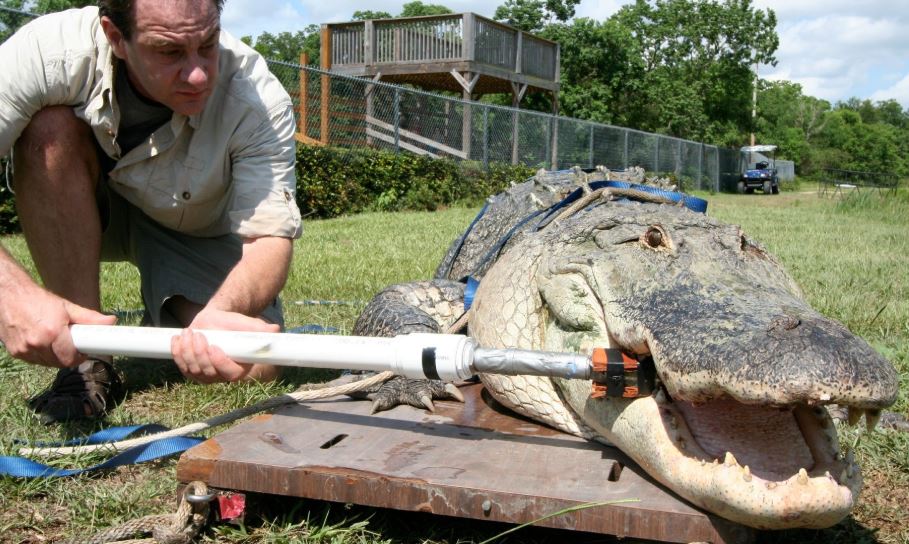 Nhà cổ sinh vật học Gregory M. Erickson đang đo lực cắn của cá sấu.(Nguồn ảnh: Ảnh của: Gregory M. Erickson qua Đại học bang Florida)
