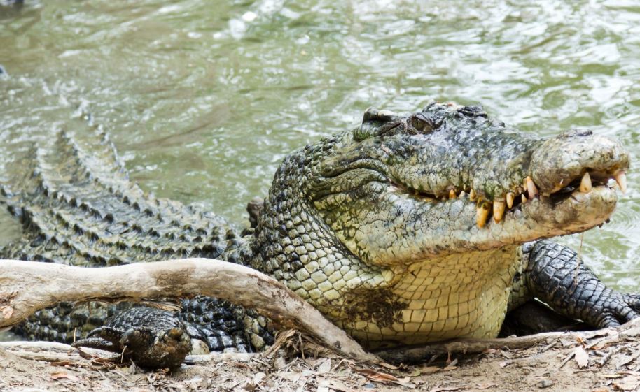 Cá sấu nước mặn ( Crocodylus porosus ) có lực cắn mạnh nhất trong số các loài động vật còn sống hiện nay.(Nguồn ảnh: DianaLynne qua Getty Images)