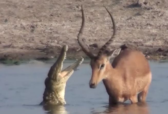 Ảnh cắt từ clip.