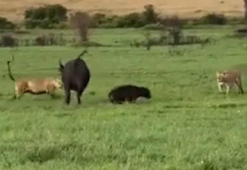 Ảnh cắt từ clip