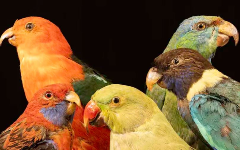 Vẹt, giống như nhiều loài động vật khác, có xu hướng sử dụng màu sắc để giao tiếp. Ảnh: Ricardo Lopez