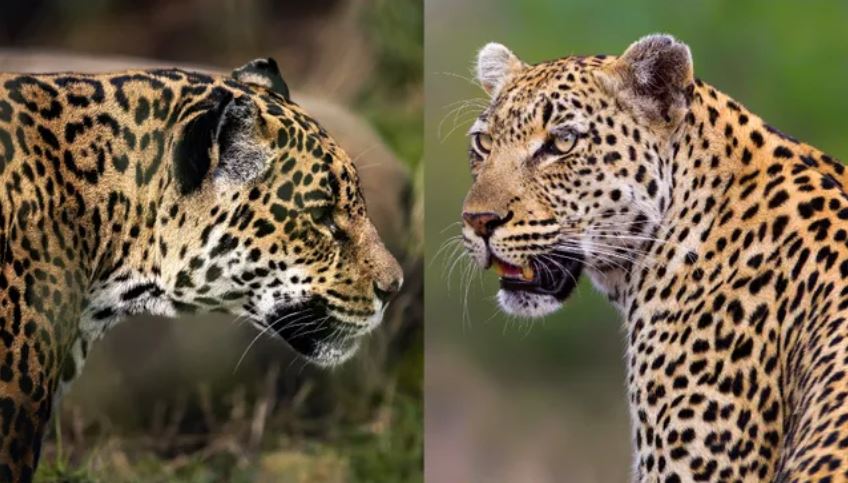 Bạn có thể phân biệt được sự khác nhau giữa báo đốm (trái) và báo hoa mai (phải) không? (Nguồn ảnh: Andreas Furil / 500px và Mario Moreno qua Getty Images)