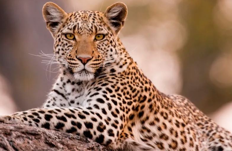 Một con báo. Hãy chú ý đến những đốm nhỏ hơn, xếp khít nhau của chúng.(Nguồn ảnh: Getty Images)