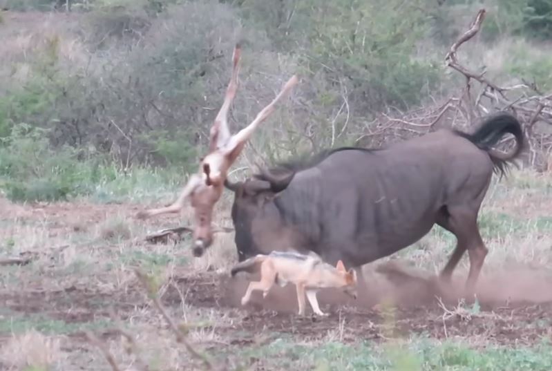 Ảnh cắt từ clip.