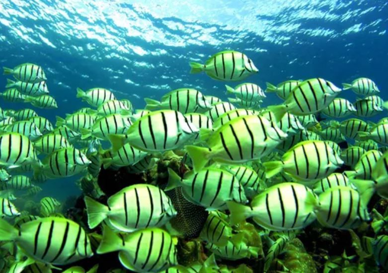 Đối với cá ở đại dương, việc giữ muối không vào cơ thể là chìa khóa để duy trì đủ nước. (Nguồn ảnh: Getty)