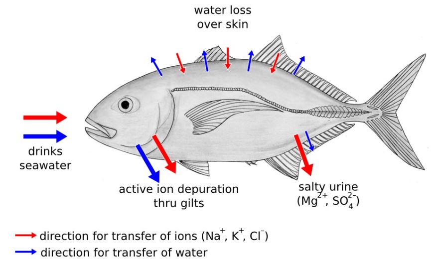 Trong môi trường có độ mặn, cá mất nước khỏi cơ thể thông qua thẩm thấu, nhưng các tế bào clorua và nước tiểu có độ mặn giúp cá loại bỏ một phần lượng muối mà chúng hấp thụ.  (Nguồn hình ảnh: Wikipedia Commons; (CC BY-SA 3.0) )