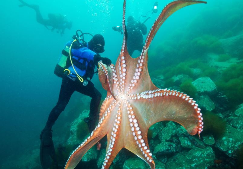 Ba thợ lặn đang nhìn một con bạch tuộc khổng lồ Thái Bình Dương ( Enteroctopus dofleini ) ở Biển Nhật Bản.(Nguồn ảnh: Getty)