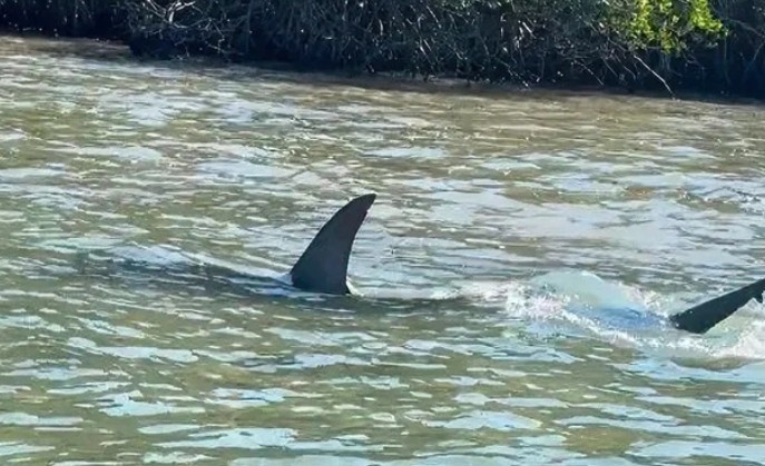 Ảnh cắt từ clip.