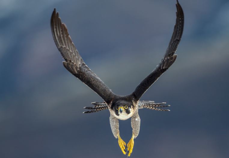 Một con chim ưng peregrine đang săn mồi trên bờ biển Cantabrian của Tây Ban Nha.(Nguồn ảnh: Getty)