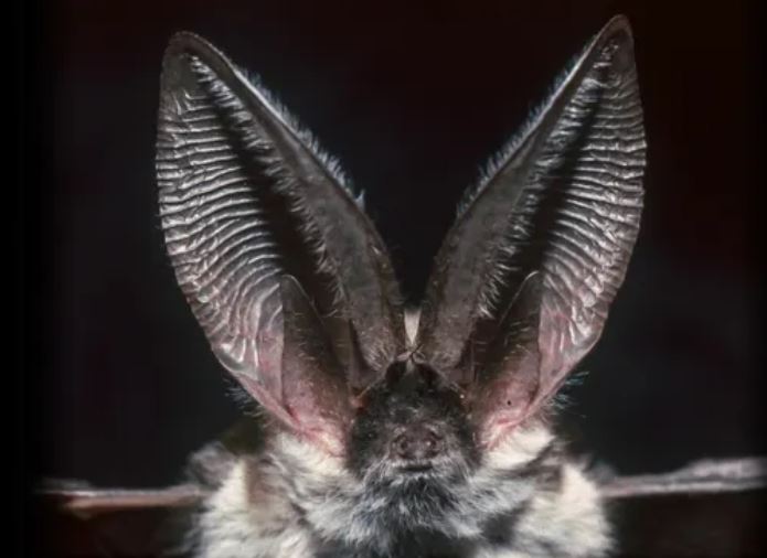 Dơi có một số hệ thống thính giác chuyên biệt nhất trong thế giới động vật. (Nguồn ảnh: Getty)